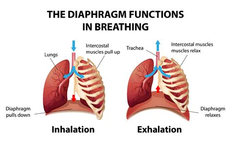 Diaphragm Work Lungs at Verda Garcia blog