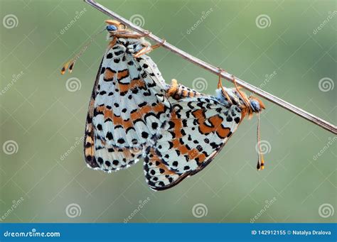 Butterflies Mating stock image. Image of little, flower - 142912155
