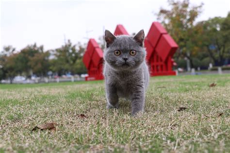 俄罗斯蓝猫价格_俄罗斯蓝猫多少钱一只_蓝猫图片 _狗铺子