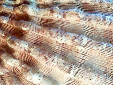 Image result for Shell Close Up