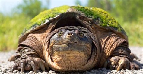 Image result for Purging Snapping Turtle