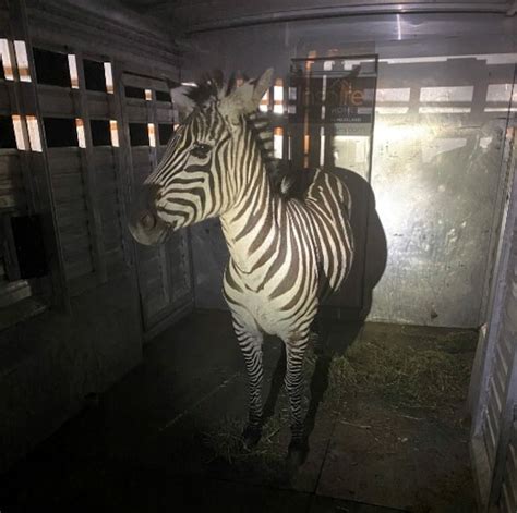 6 Zebras