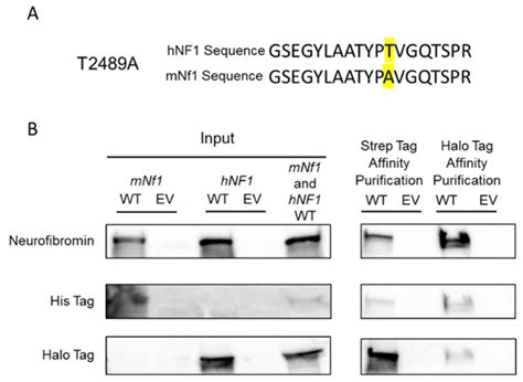 Affinity Purification of NF1 Protein–Protein Interactors Identifies ...