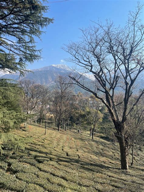 INFINITEA DAKBUNGLOW PALAMPUR (Lohna) - Hotel Reviews, Photos, Rate ...