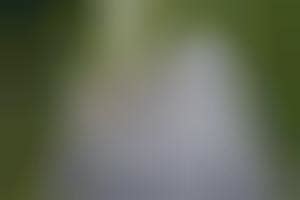 Pet Parent-Preparing Simulators: Lola is a Google Home-Powered AI Dog ...