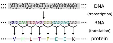 Image result for What Is Genetic Code