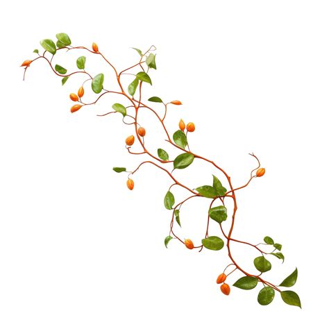 Orange Vine Decorative Vines, Vine, Frame, Retouch PNG Transparent ...