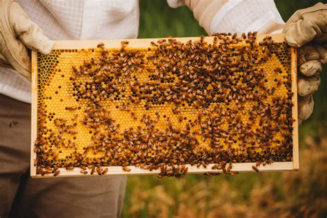 Observation Hive Essentials: Beginner's Honey Bee Starter Kits Guide - Biotic Karma