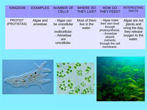 Classification of living things | PDF