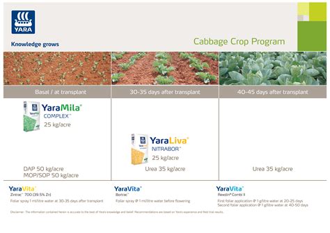 Cabbage crop nutrition programme | Yara India