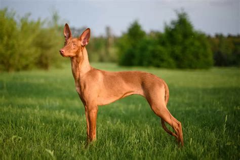 15 Best Tall Skinny Dog Breeds - Let The Runway Begin