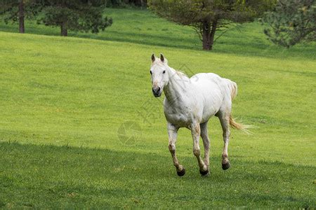 一只棕色白马在爱达荷北高清图片下载-正版图片506610310-摄图网