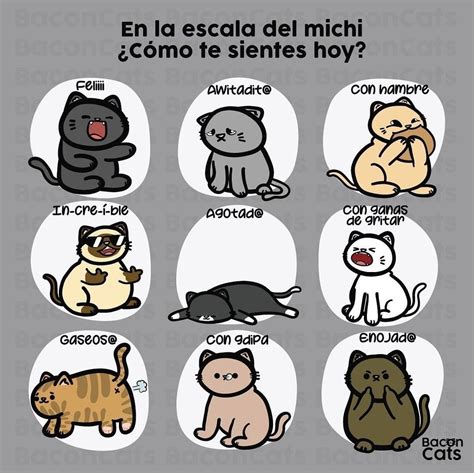 Pin de Lizbeth Pérez López en gatos | Gatos, Animales, Enojo