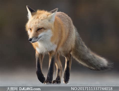 托着毛绒绒尾巴的狐狸摄影高清图片_大图网图片素材