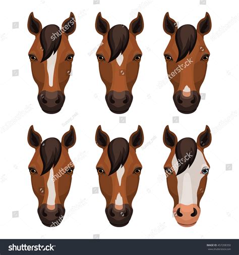 Horse Facial Markings