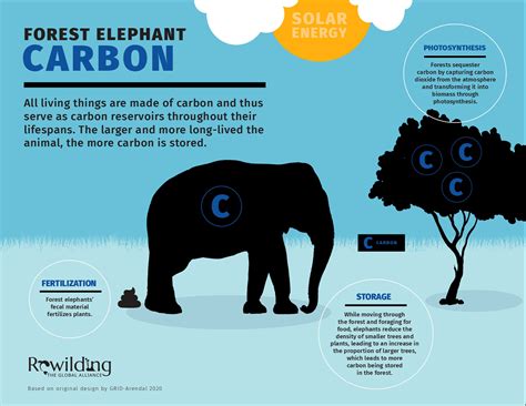 Animating the Carbon Cycle: Earth’s Animals Vital Allies in CO2 Storage | Earth.Org