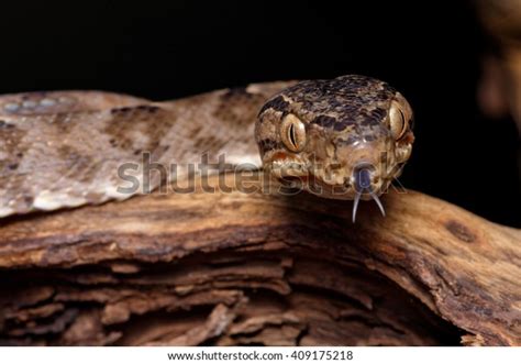 Amazon Tree Python 的图像结果