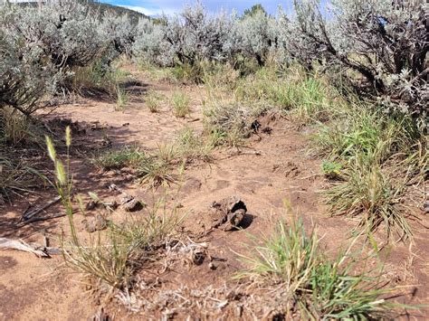 Copy of Plant ID and Pest Management For Forest Service Employees ...