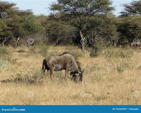 Wildebeest Grazing in African Bush-veld and Grassland Landscape with ...