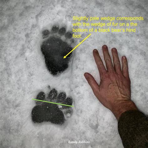Grizzly Bear Tracks Vs Black Bear