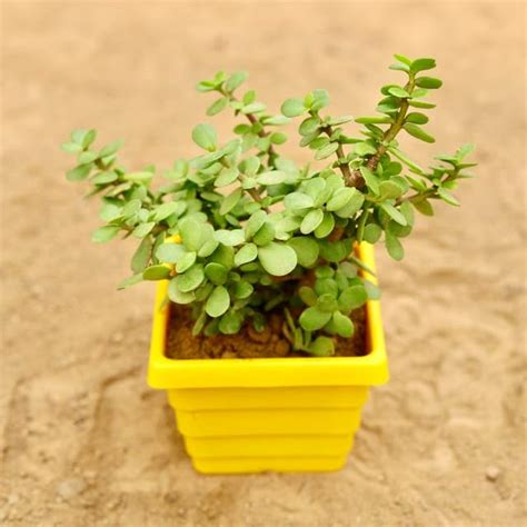 Mphmi Pune Plants Live BY Season Evergreen-Jade in 4 Inch Yellow ...
