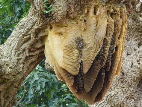 What Do Bees Make Nests From at Zoe Walker blog