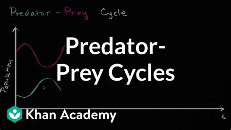 Image result for Predator-Prey Cycles