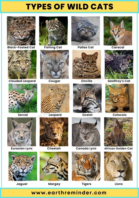 Discover Different Types of Wild Cats