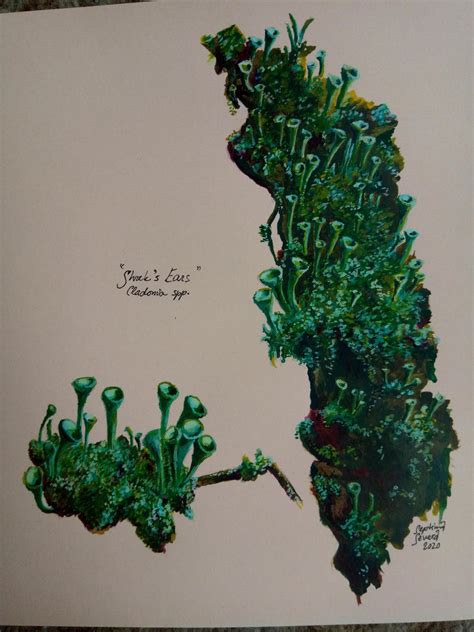 Image result for ENT Tree Shrek