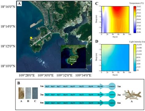 A Succession of Microbiome Communities in the Early Establishing ...