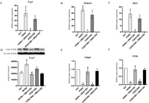 Targeting Adenosine Receptor by Polydeoxyribonucleotide: An Effective ...