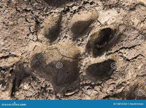 Real Tiger Paw Size