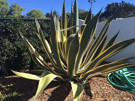 Image result for Century Plant Root System