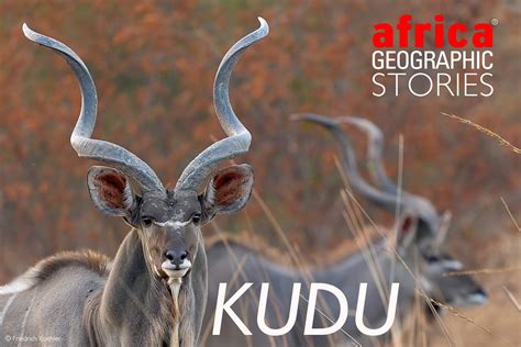 Kudu South Africa Animals South African Taxidermy Prices Calculate