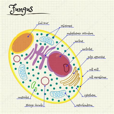 Fungi Cell Structure 的图像结果