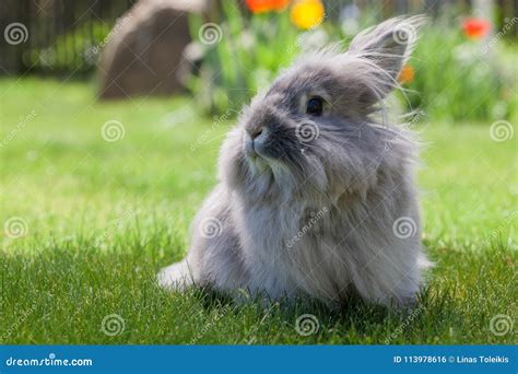 Long Hair Decorative Gray Rabbit Stock Photo - Image of closeup ...
