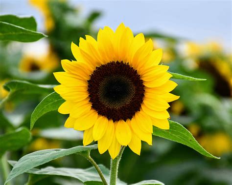 21 Types of Sunflowers: When to Plant, and Where to Grow & More