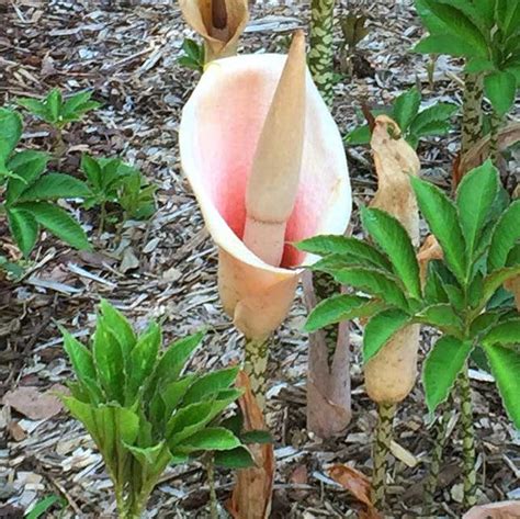 Voodoo Lily Bulbs – Exotic Tropical Flowers | myBageecha
