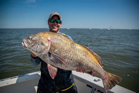 Black Drum Fishing in Delaware Bay - On The Water