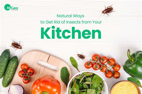 How to Get Rid of Household Pests Naturally - Classified Mom
