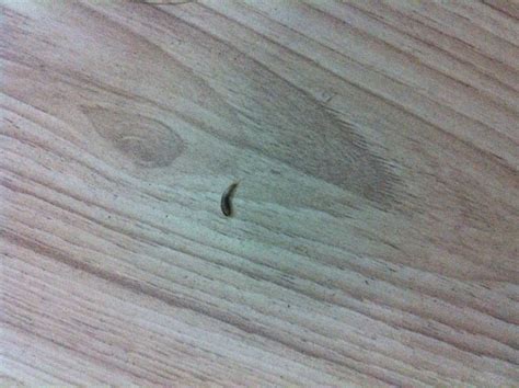 床上出现这种虫子，救命啊！！！！墙上也有！！！_百度知道