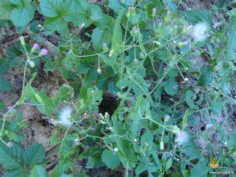 Ayurveda Medicinal Plants for sale | Buy From Agropack