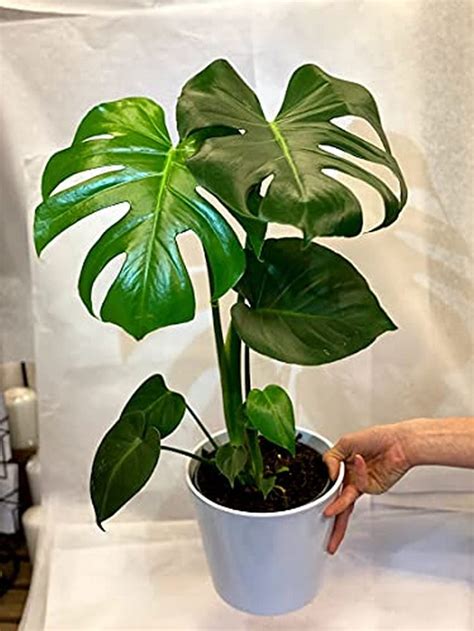 Buy OhhSome Rare Indoor Plant Monstera Deliciosa Swiss Cheese For ...