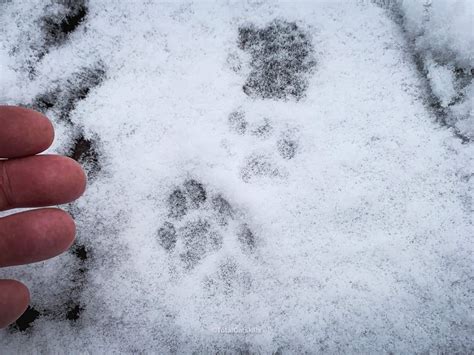 Identify Bobcat vs Coyote Prints in Snow | Wildlife Tracking