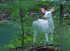 Image result for Florida Deer Albino