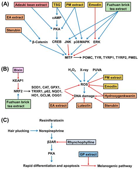 Intrinsic and Extrinsic Factors Associated with Hair Graying (Canities ...