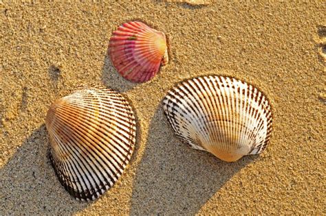 Image result for Amazing Shells
