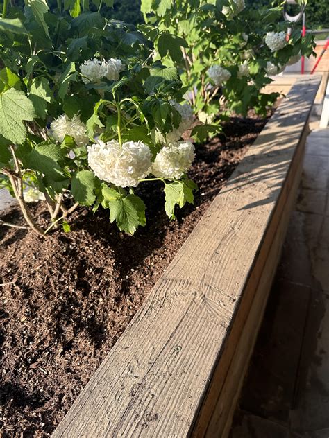 Eastern Snowball Viburnum