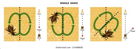 Image result for Bee Dance Language