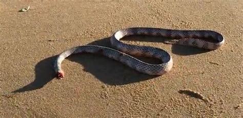 男子在澳大利亚海滩发现一条无头蛇 身体仍然能蠕动_发现频道_中国青年网